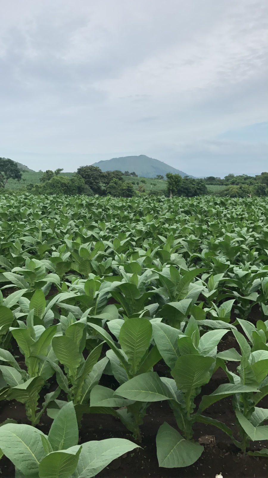 Tobacco field, San Andrés Tuxtla 6