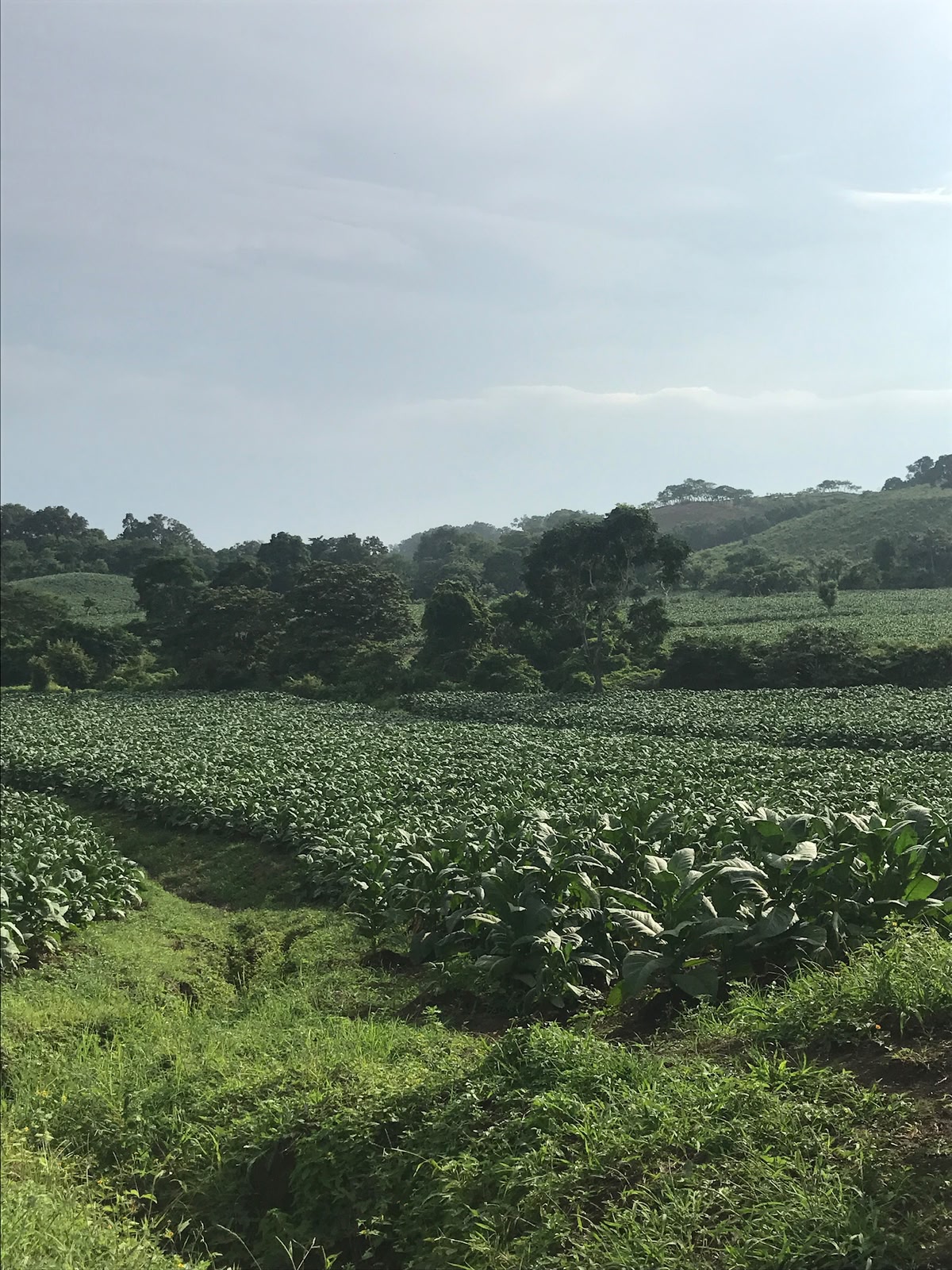 Tobacco field, San Andrés Tuxtla 2