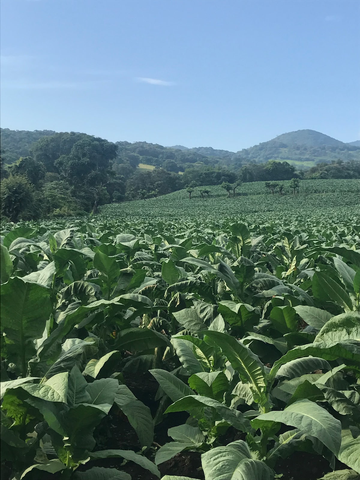 Tobacco field, San Andrés Tuxtla 3