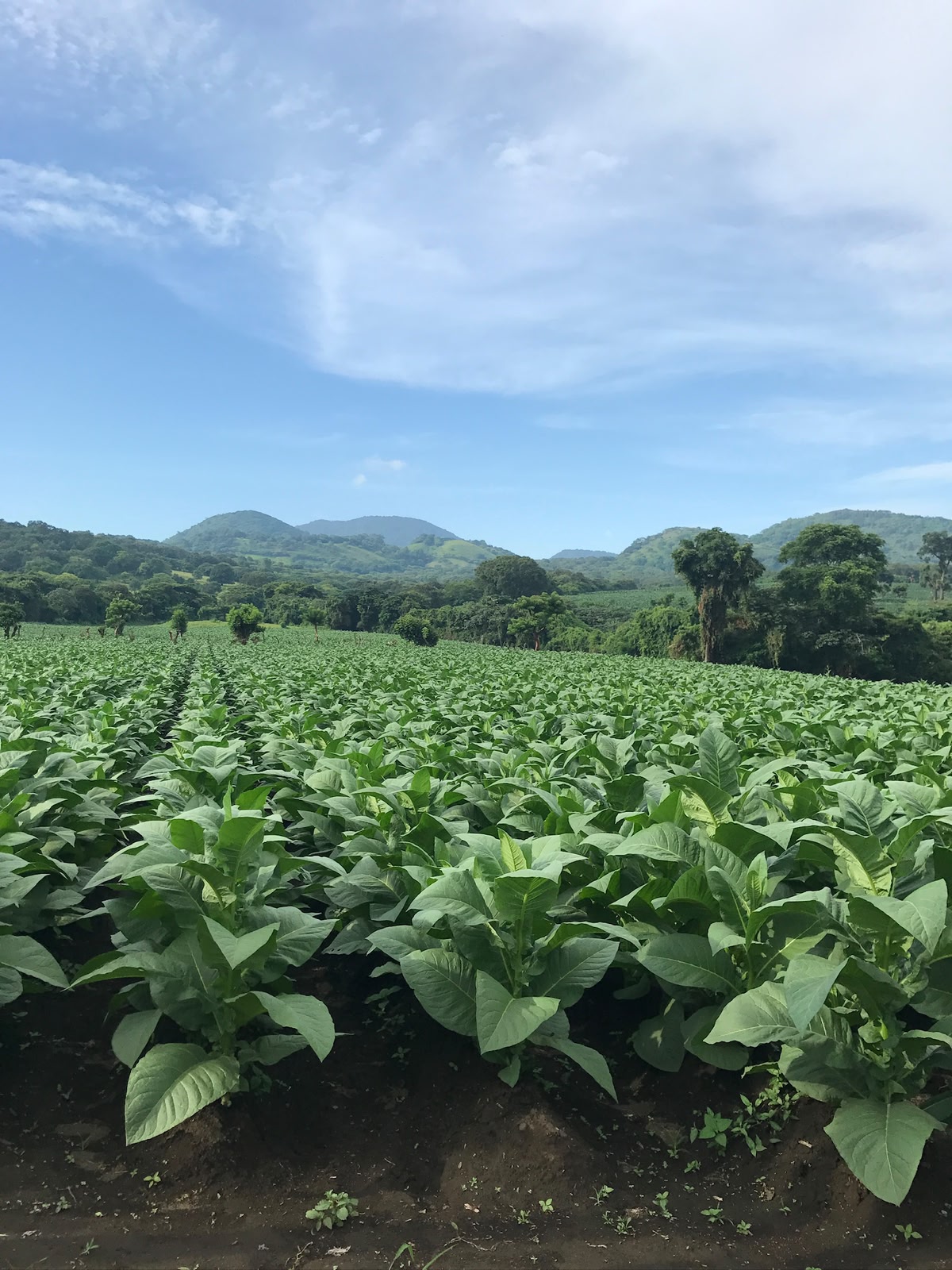Tobacco field, San Andrés Tuxtla 4