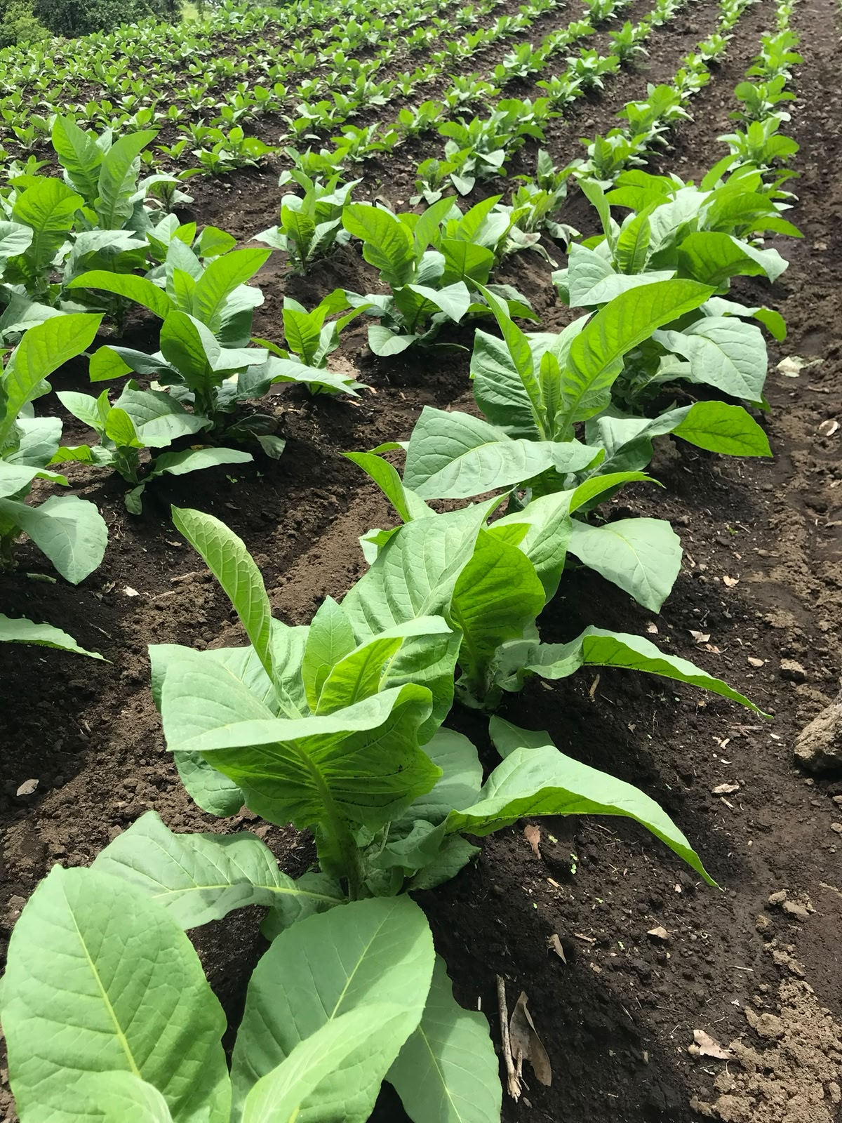 Tobacco field, San Andrés Tuxtla 1
