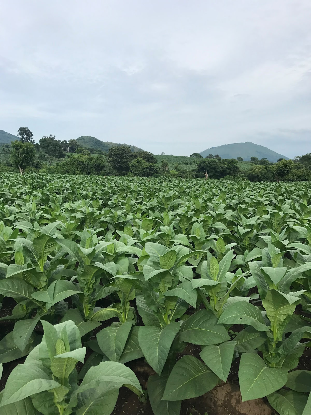 Tobacco field, San Andrés Tuxtla 5