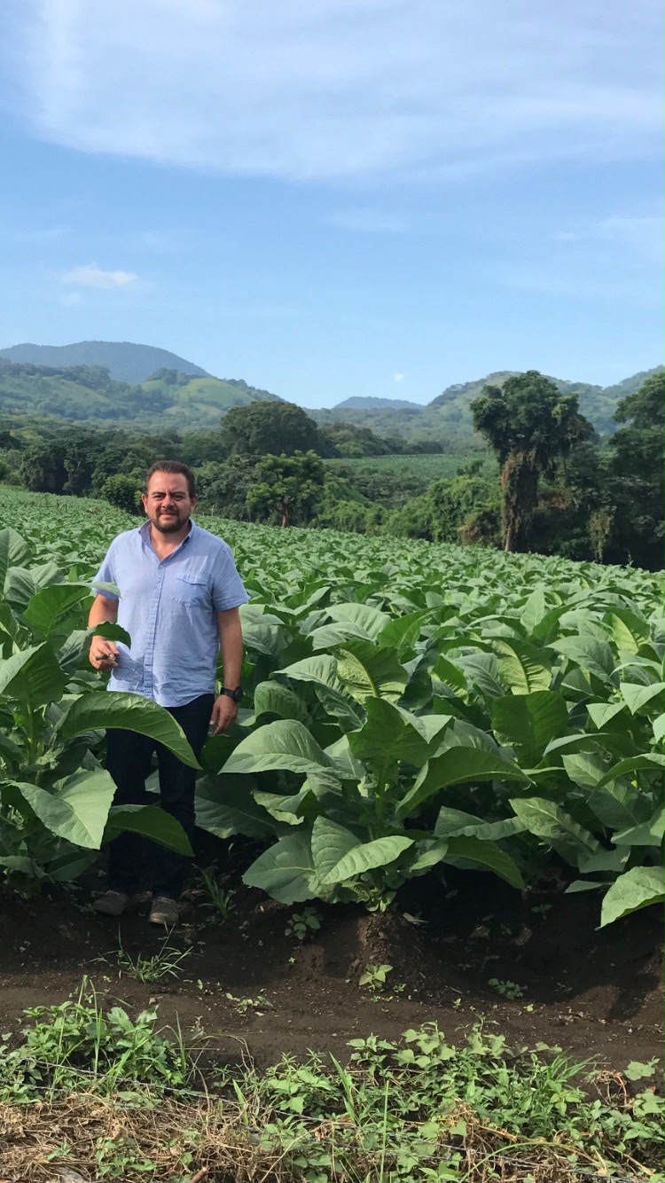Cházaro tobacco field in San Andrés Tuxtla